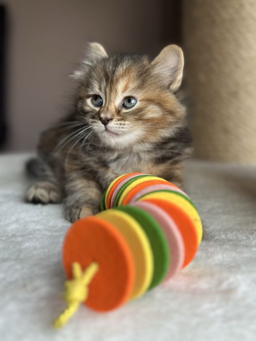 Piękna Kotka Syberyjska AURORA SeverynKa*PL