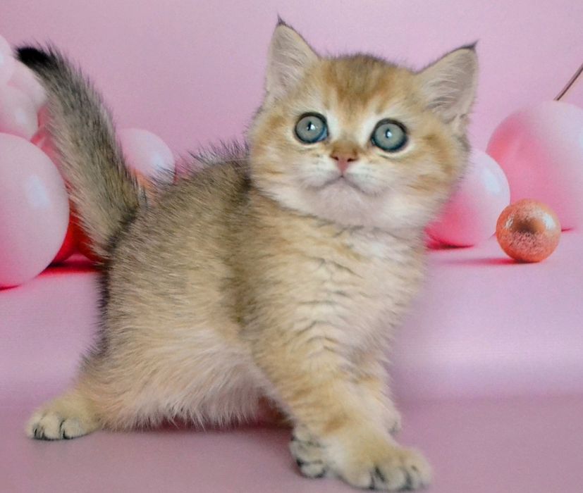 Британський ведмежатко