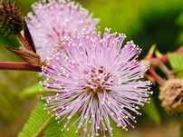 10 Sementes de Dormideira (planta sensitiva) - Planta mágica