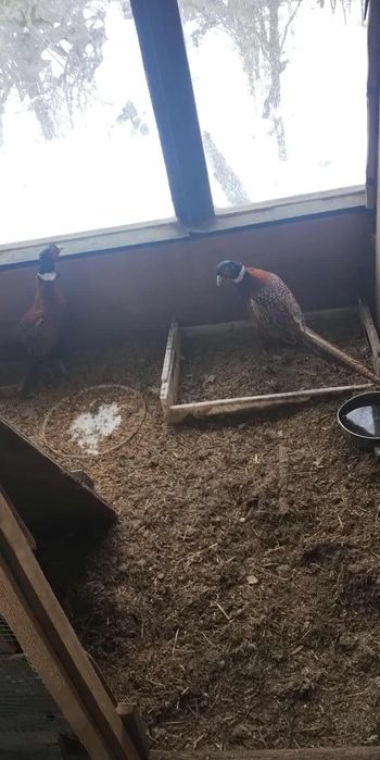 Bażanty do sprzedania