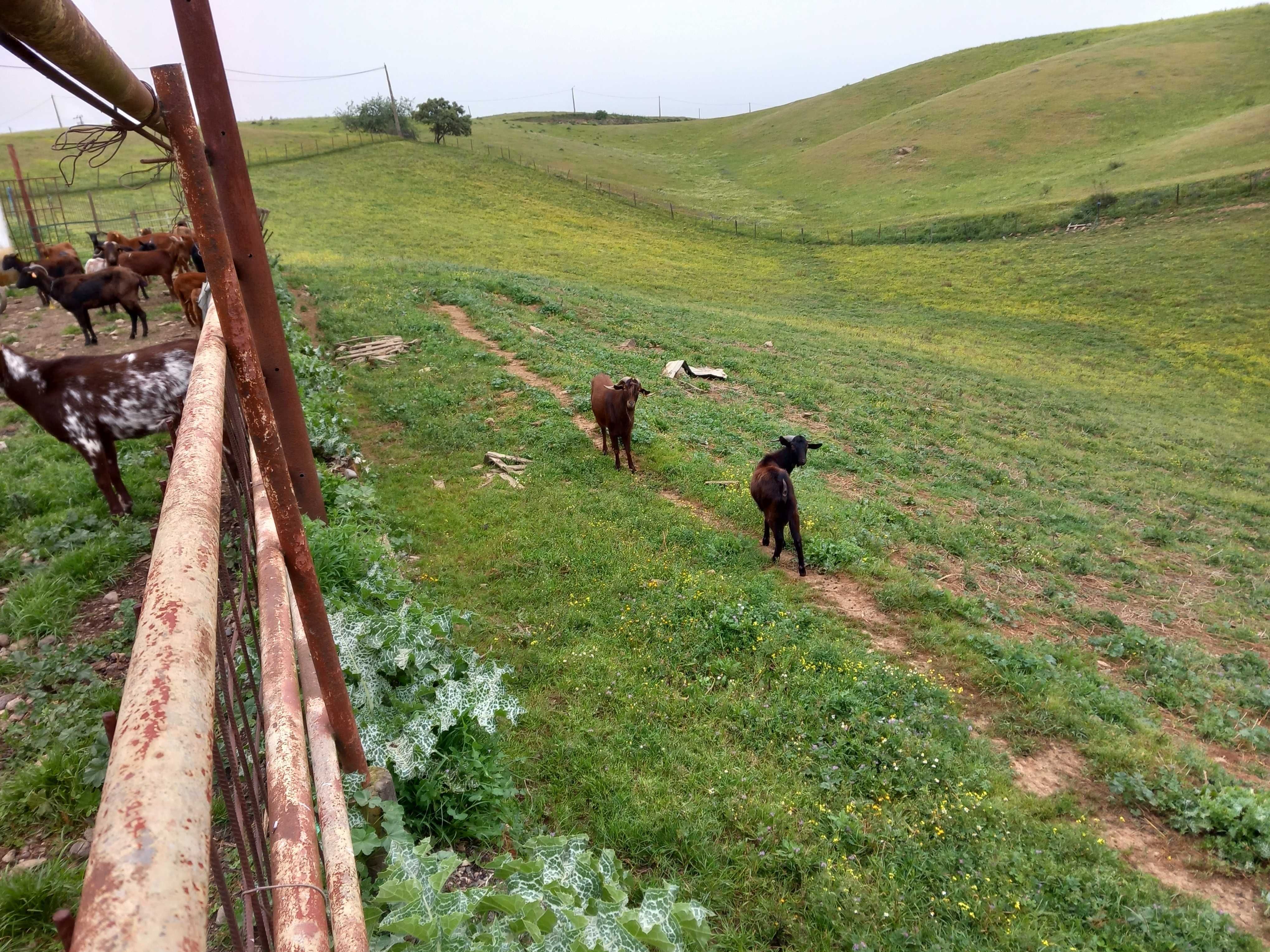 Cabras Murcianas