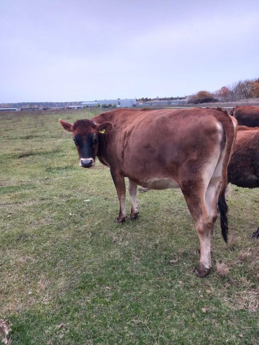 Телиця джерсі, нетель джерсей, джерсійська теличка