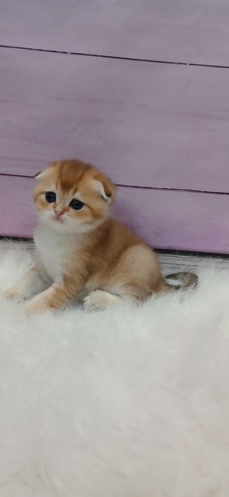 Хлопчик золотої шиншили