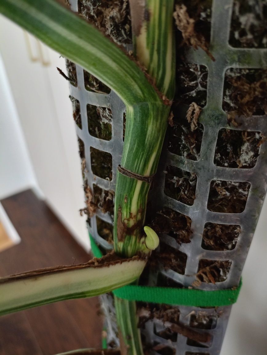 Monstera deliciosa 'Variegata'