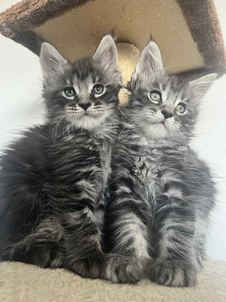 Piękne Kotki Maine Coon