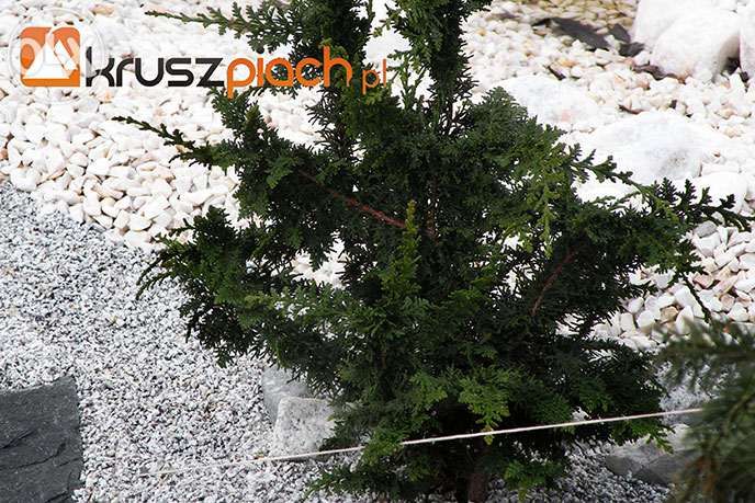 Grys Granit Ozdobny 11-16 mm Ogród Taras Kamień Promocja !!!