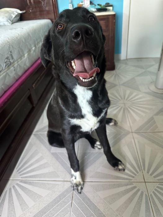 Adoção de animal