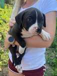 Amstaff szczeniaczek 8 tygodni