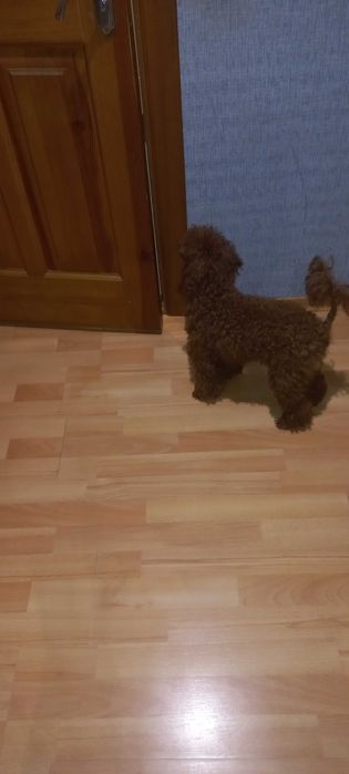 Вязка Той пудель