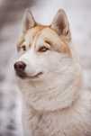 Hodowla Siberian Husky FCI