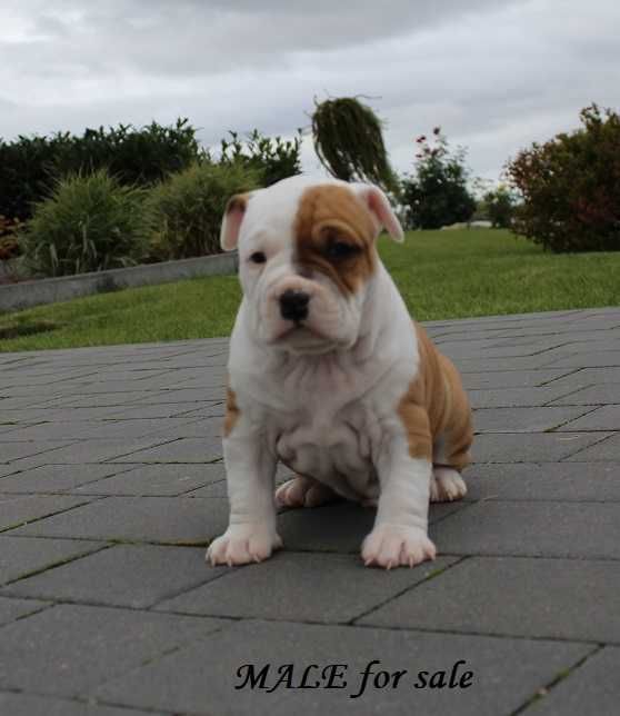 Amstaff szczeniaki