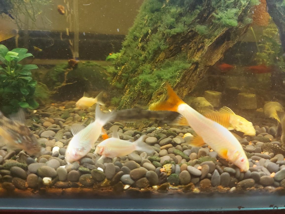 Labeo frenatus albino jovem (6-8 cm)