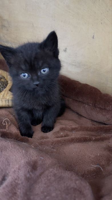 Продам котят британчиков