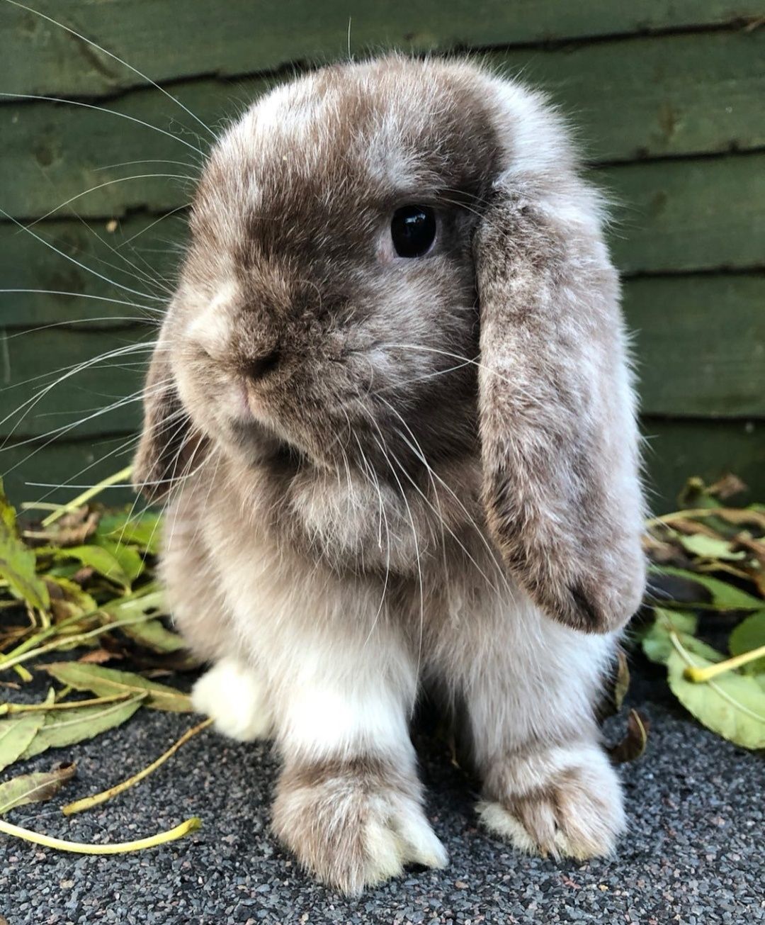 KIT Coelhos anões orelhudos, mini lop super inteligentes e meigos