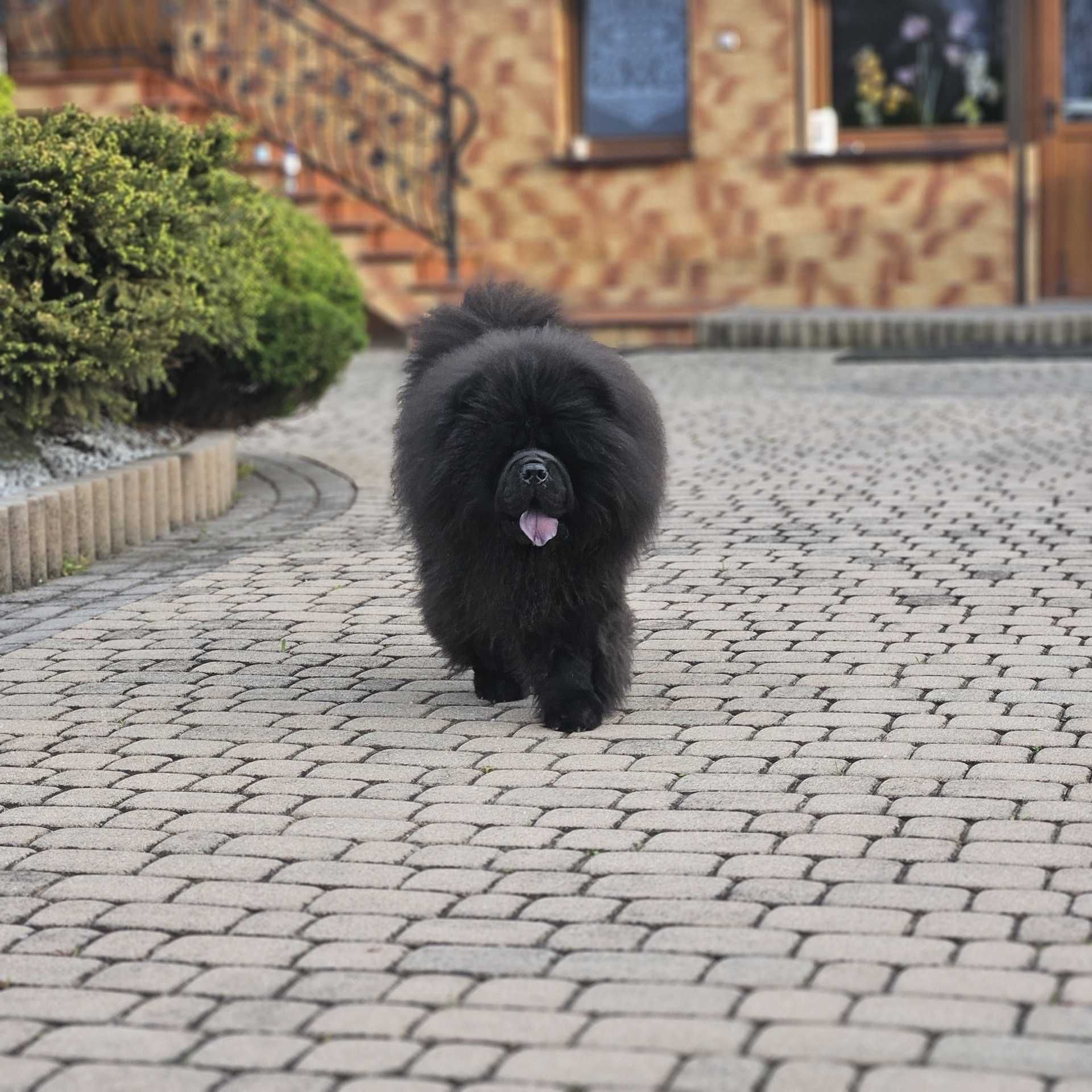 Szczeniak z rodowodem Chow Chow
