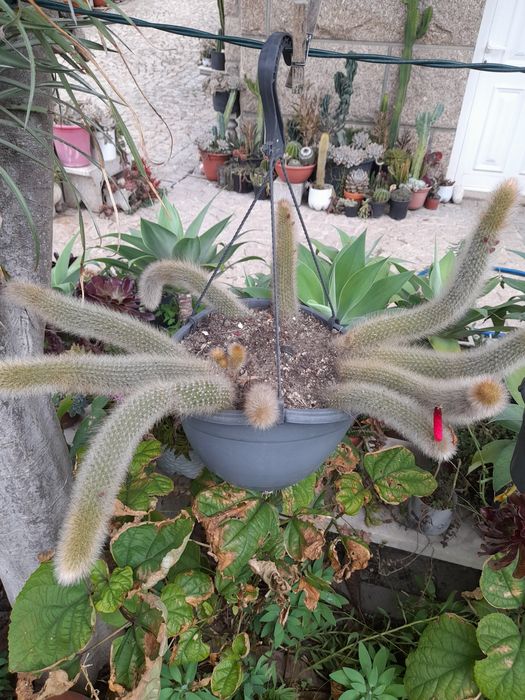 Vendo rabos de macaco