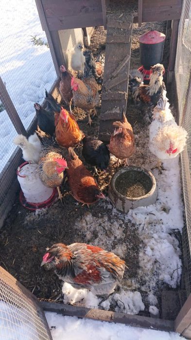 Sprzedam koguty grenshell zielone jajko