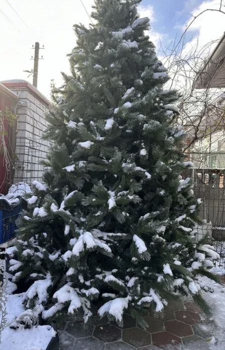 Новогодние: Сосна 3,3 м; Елка Анна 2,2м; Сосна 1,7м