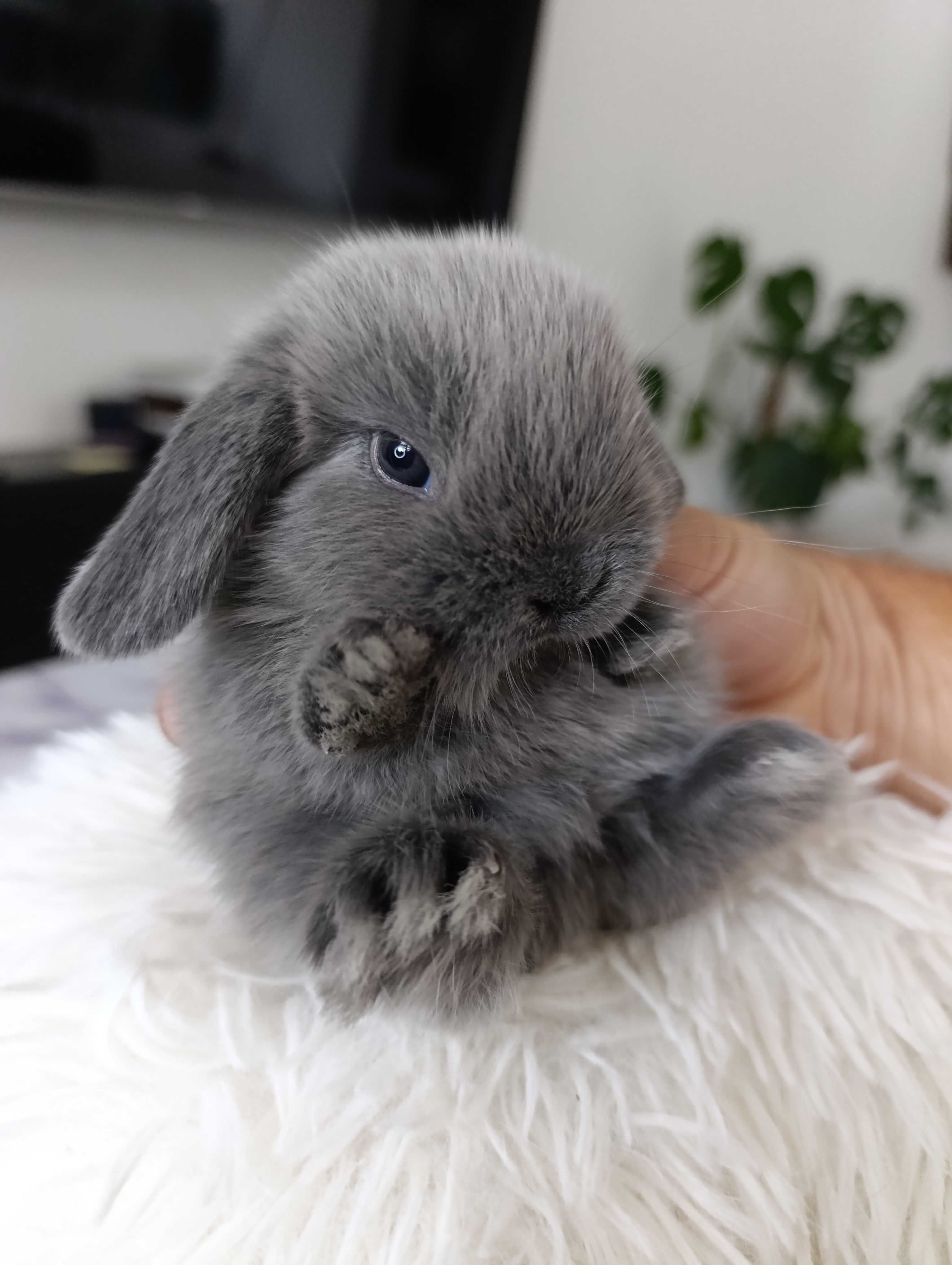 Mini lop karzełek Teddy hodowla zarejestrowana