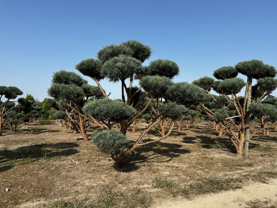Bonsai-Niwaki formowane sosna cis jałowiec. Laurowiśnia jodła szmaragd