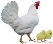 KURKI MŁODE NIOSKI Kury z jajkami. Leghorn,Sendy,Rosa,Messa