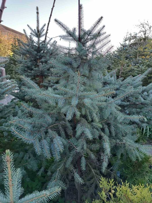 Ялини блакитні під зріз або в ємностях 100 - 200 см (самовивіз)