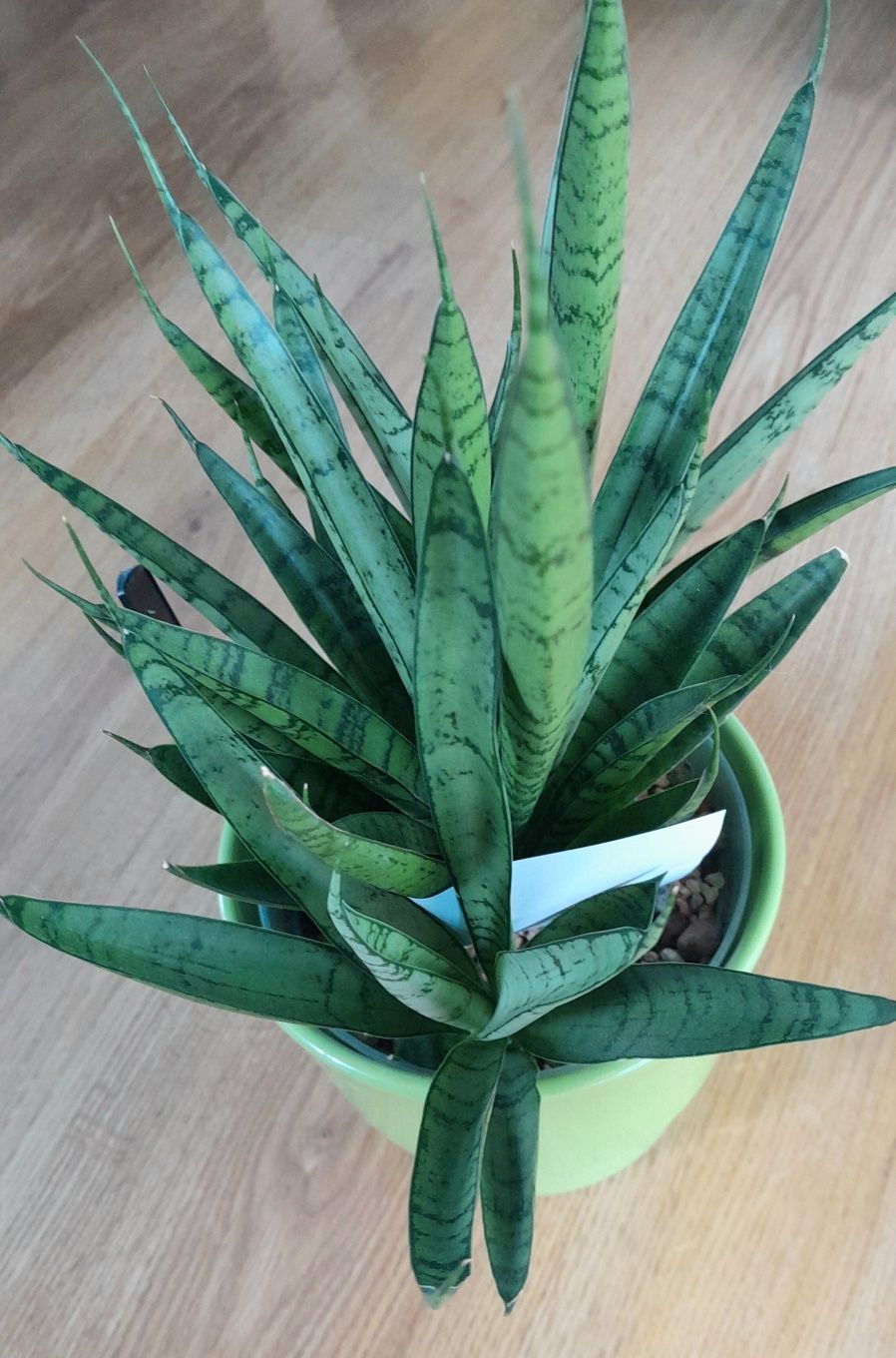 Sansevieria Green Parrot