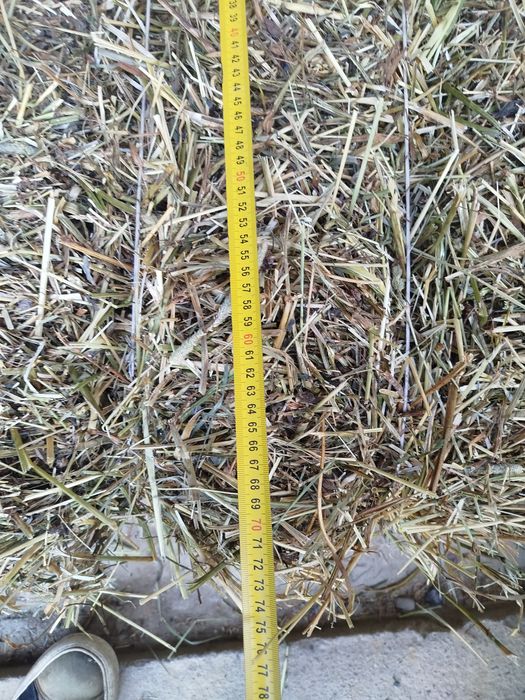 siano kostki 2025 sipma 7