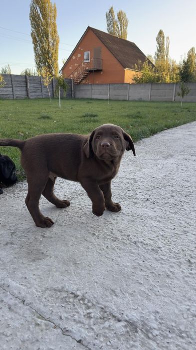 Продам собаку,породистий лабрадор 10.000 грн