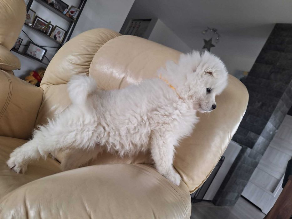 Szczeniak samoyed suczka