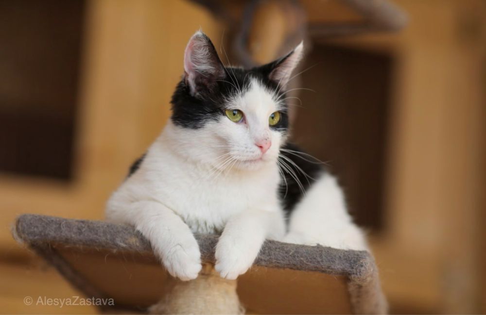 Котик Дикси классный котик 9 мес, уютный и добрый