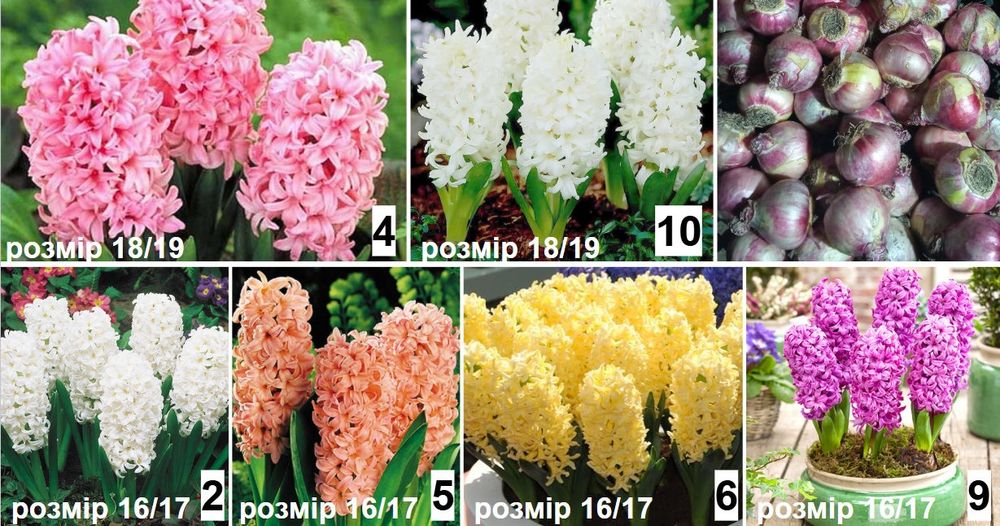 Луковицы Гиацинтов 2х размеров