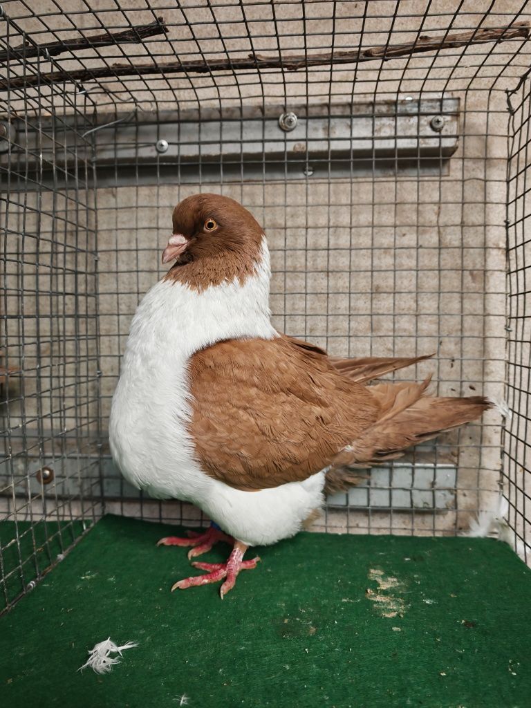 Pombos Strassers