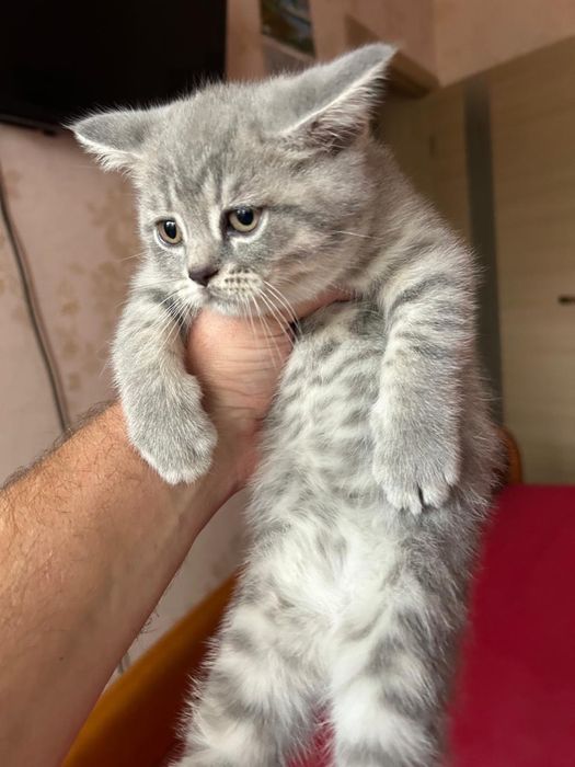 Шотландские мраморные котята