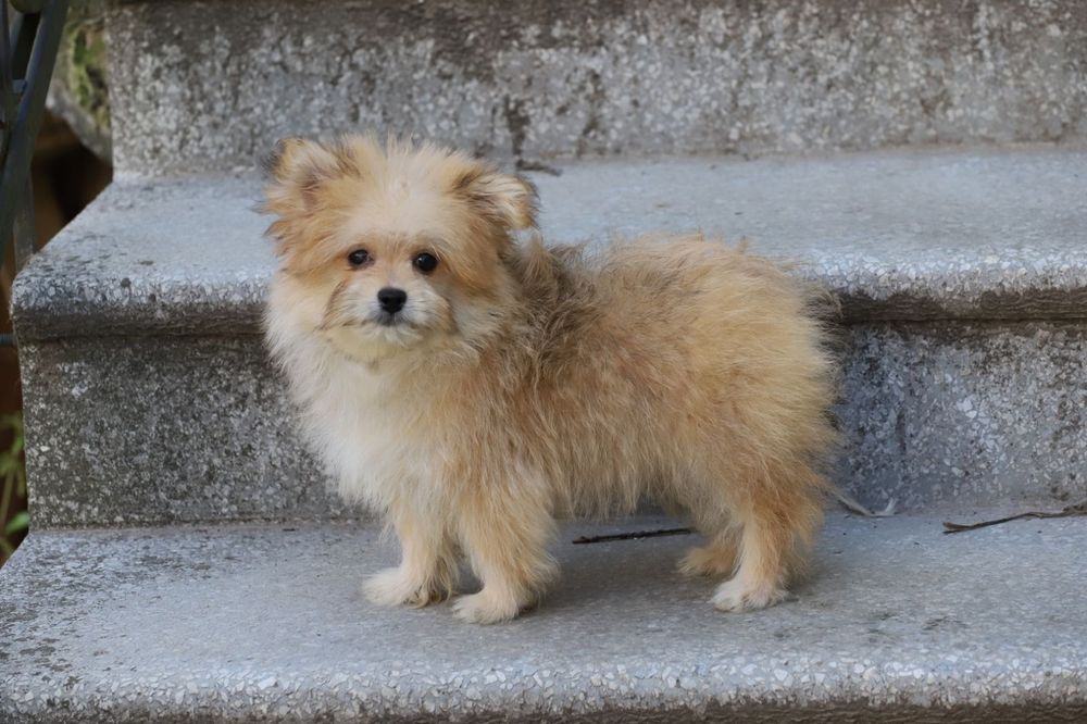 Йорк+ пудель мальчик