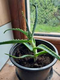 Aloes  w super cenie