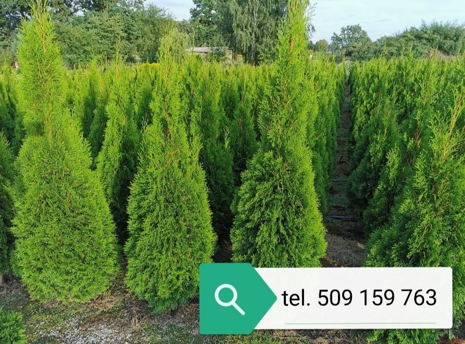 Thuja szmaragd tuja 170cm -160cm  OKAZJA tuja tuje thuje żywotni