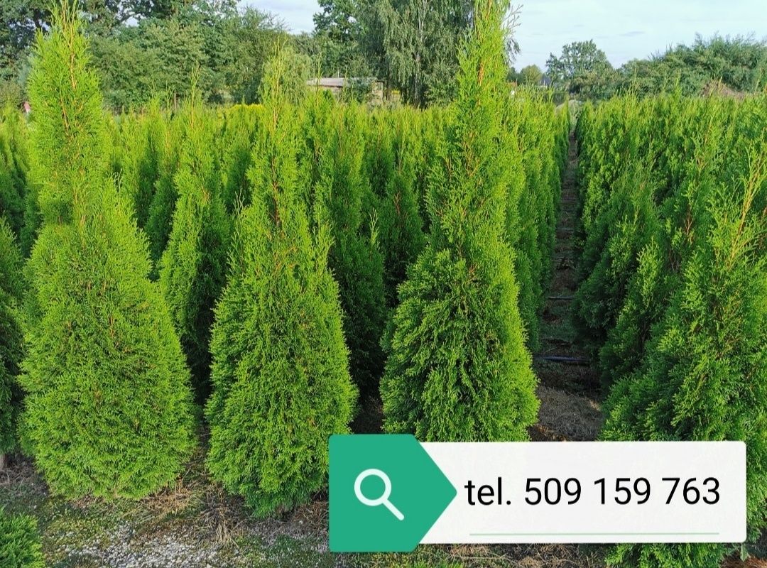 Thuja szmaragd tuja 230cm  OKAZJA tuja tuje thuje żywotni