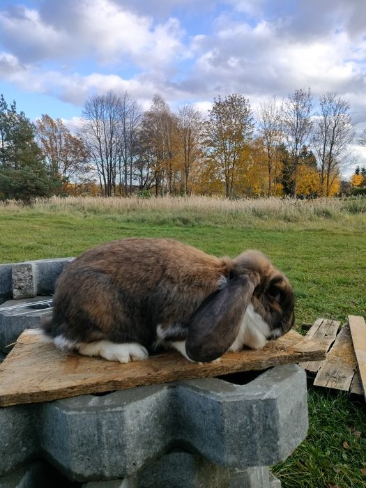 Baran Francuski Madagaskarowy Samica.