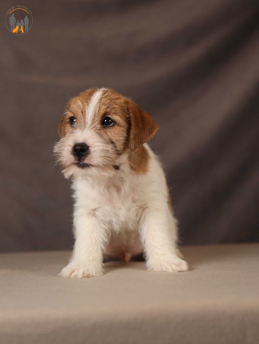 Jack Russell Terrier ZKwP  piesek po CH.PL