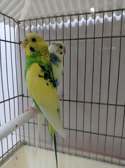 Casal de Piriquitos mais Gaiola Tipo Casa