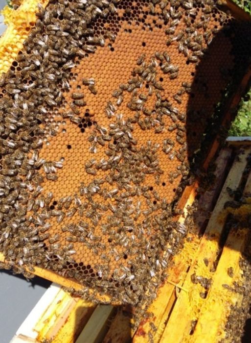 Пасіка, бджоли, пакети, вулики, рамки.