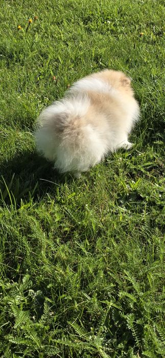 Szpic miniaturowy pomeranian piesek