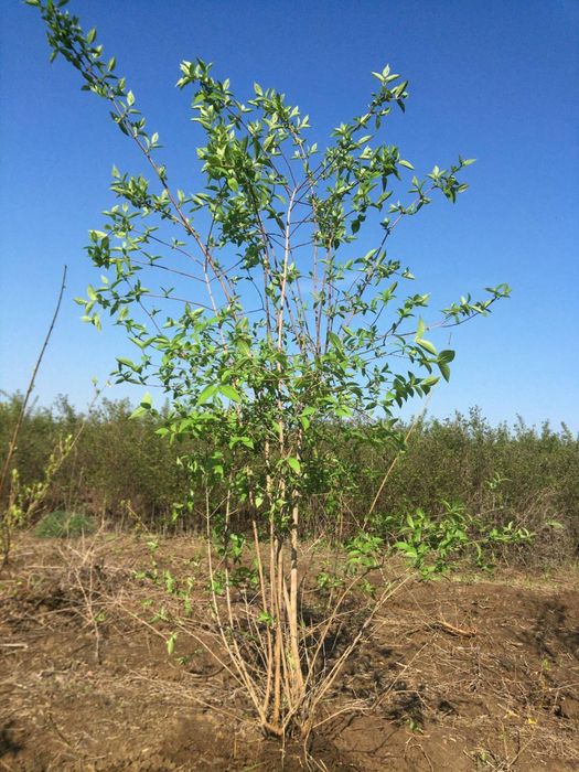 Чубушник корончатий Жасмін