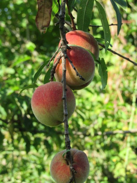 Саженцы персика этого года. Чёрная смородина. Хвойные...