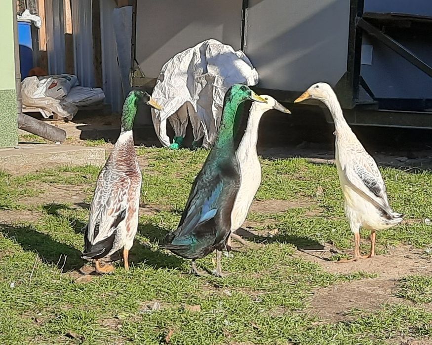 Biegus indyjski KACZORY srebrne i szmaragdowe