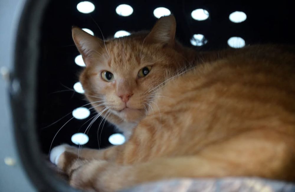 Zocha, dla przyjaciół Zosia - kotka do adopcji