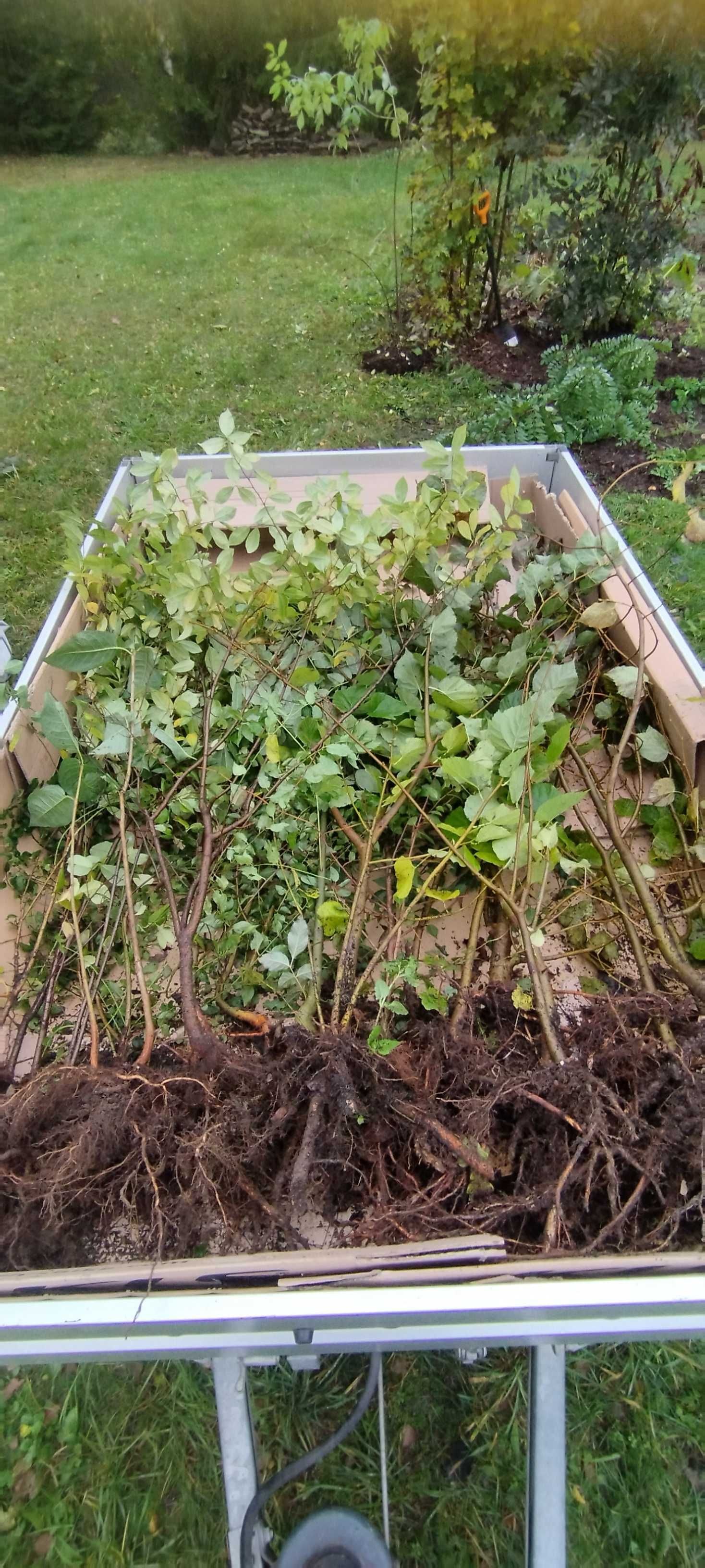 Sadzonki drzewka lipy lipa klon ałycza robinia akacja brzoskwinia dąb