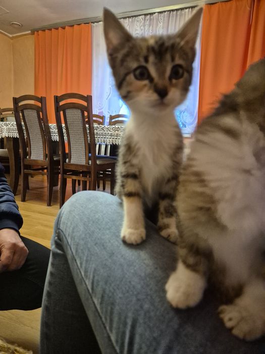 Oddam kotki w dobre ręce