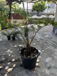 Planta dicksonia/fetos